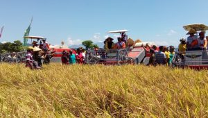 PANEN RAYA Di Bima NTB